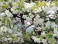 奥大井自然公園