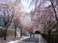 徳山のしだれ桜